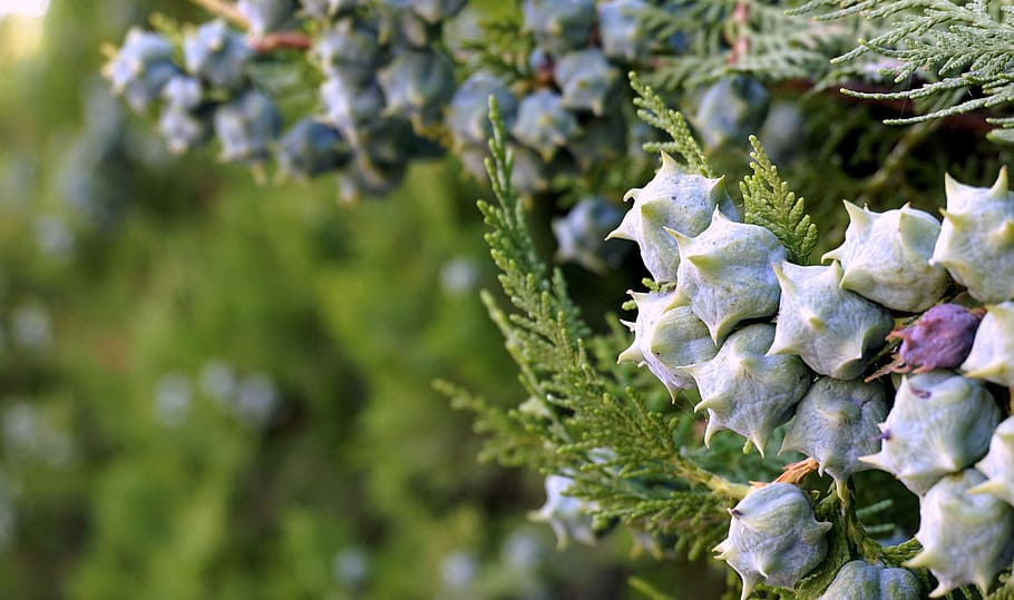 Vegetation, Berries, Garden, Spring, green, bluish, leaves HD wallpaper