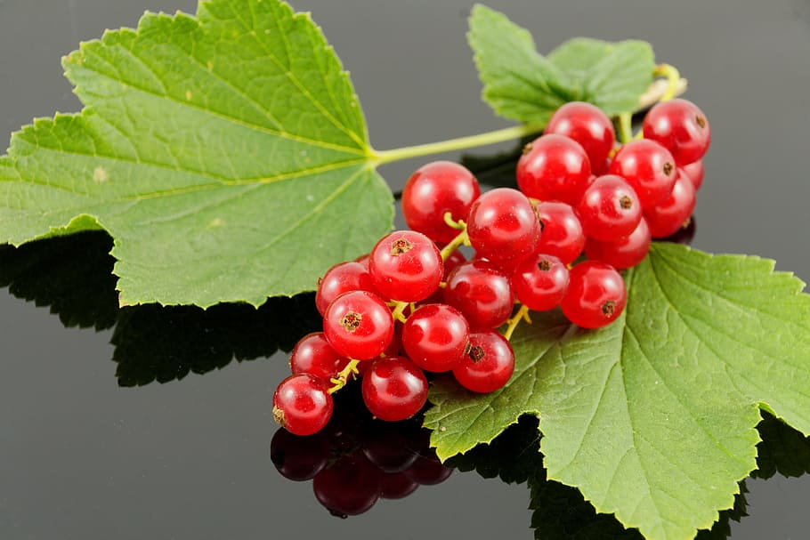 träubele, currants, fruit, berries, food, nature, soft fruit HD wallpaper
