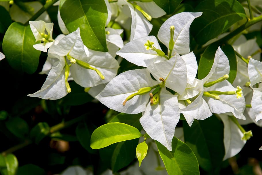 spring white, flower, nature, green, garden, plant, flowers HD wallpaper
