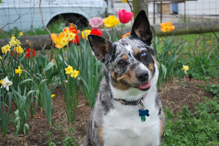 tri merle koolie, dog, cattle dog, flowers, one animal, pets, HD wallpaper