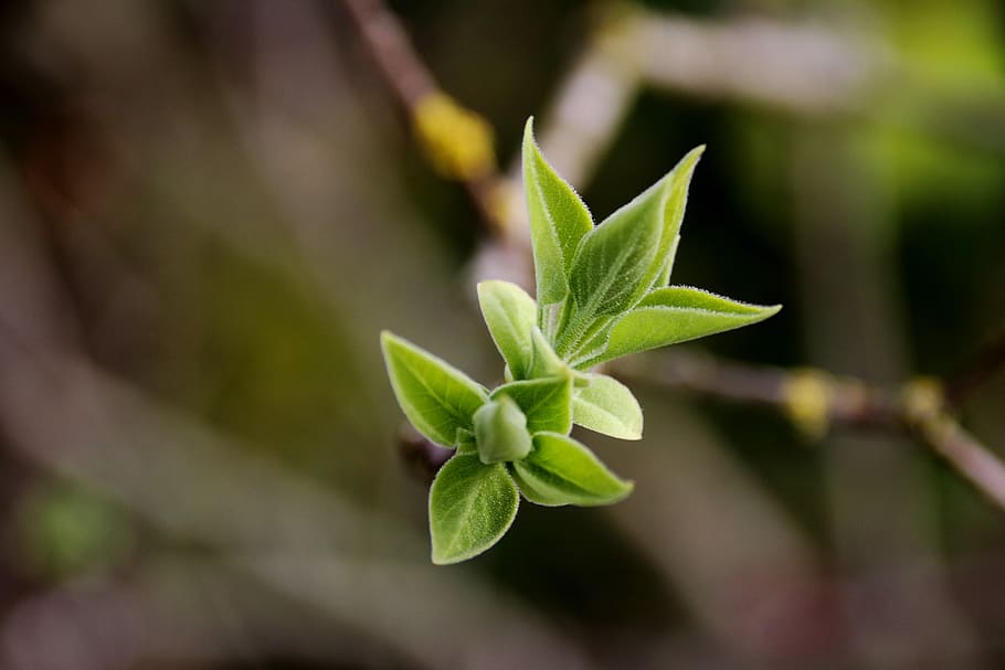 bud, leaf, plant, nature, growth, plant part, close-up, green color HD wallpaper