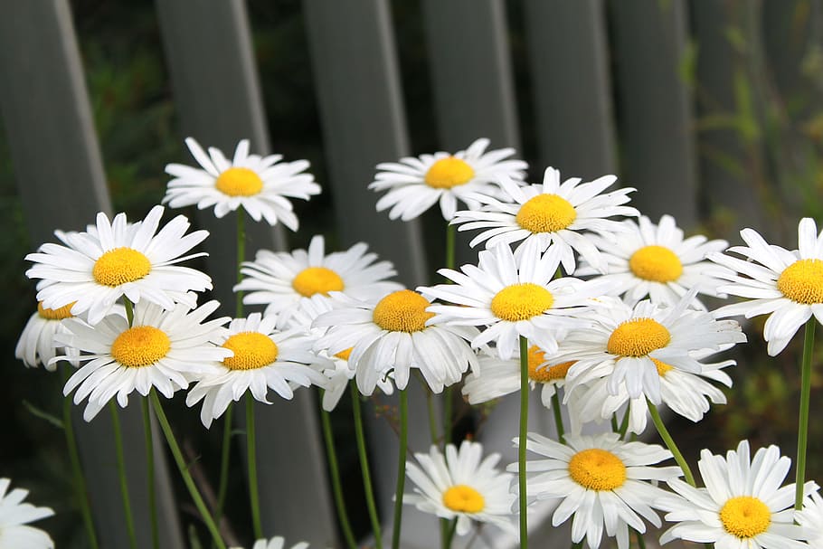 daisy, flower, bloom, plant, daisies, nature, white, blooming HD wallpaper