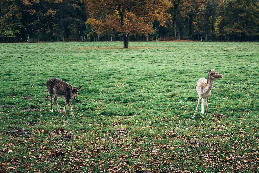 Two young deers, animals, nature, grass, mammal, outdoors, rural Scene HD wallpaper