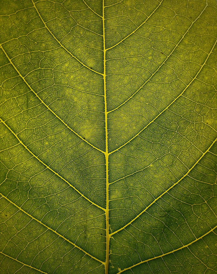 Leaf Veins, macro photography of green leaf, texture, plant, plant part HD wallpaper