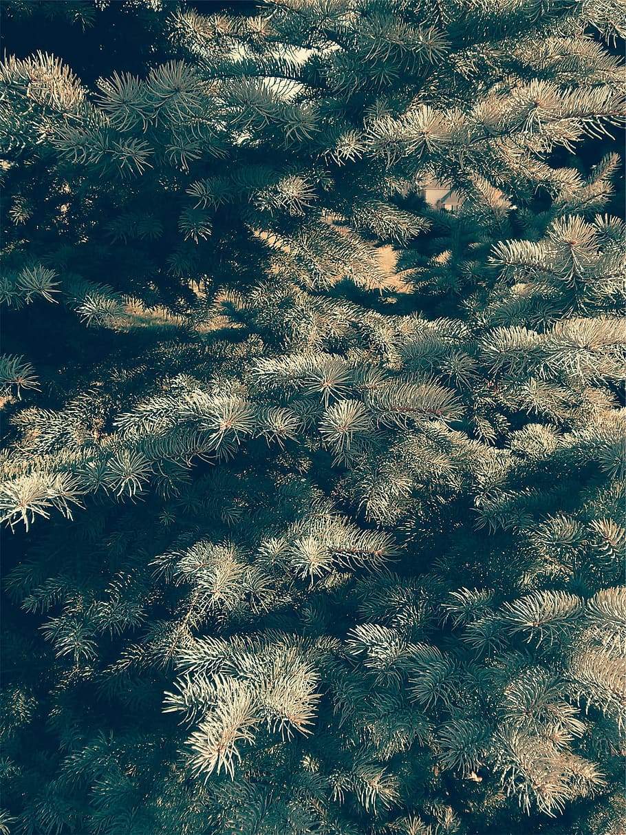 pine tree, needles, coniferous, evergreen, leaves, growth, backgrounds HD wallpaper