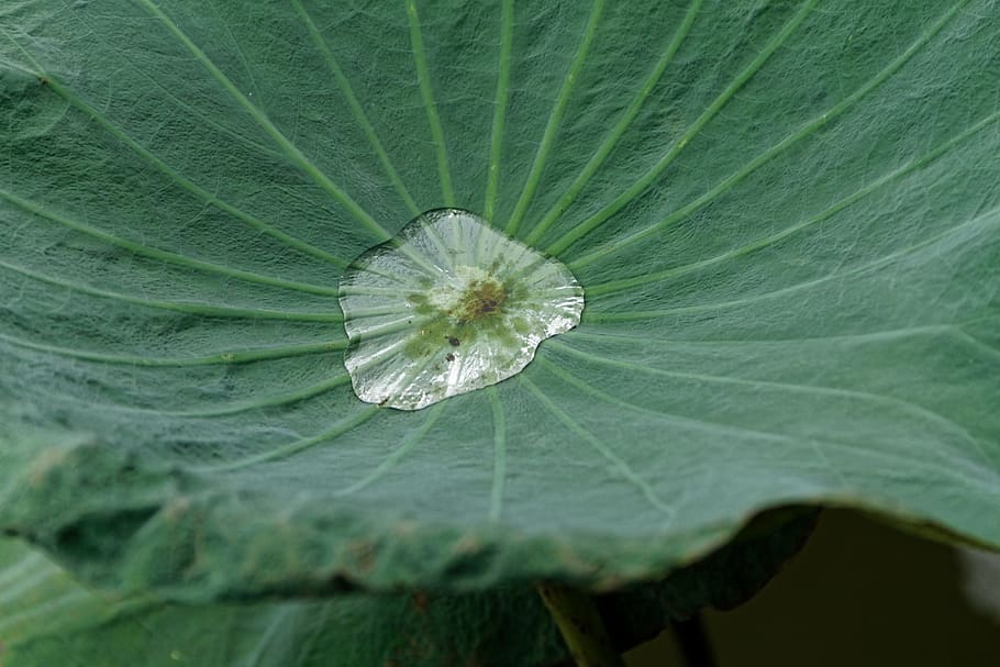 lotus leaf, water, green, nature, natural, green color, close-up HD wallpaper