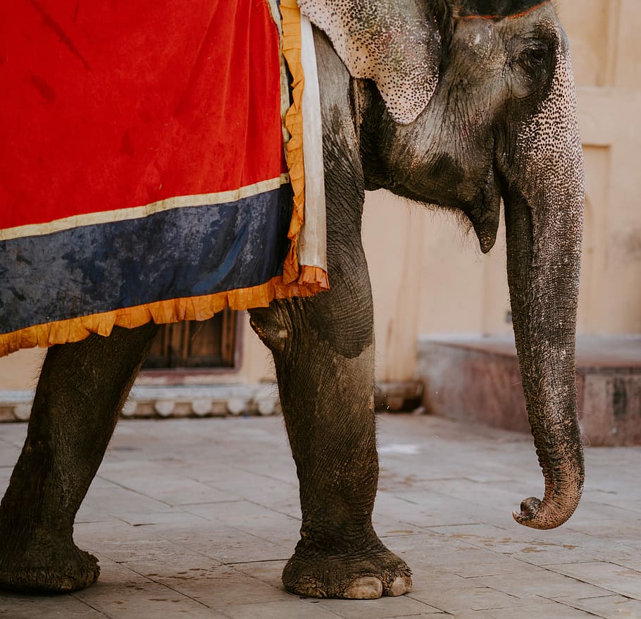 photography of walking elephant, gray elephant covered with red, black, and orange textile HD wallpaper
