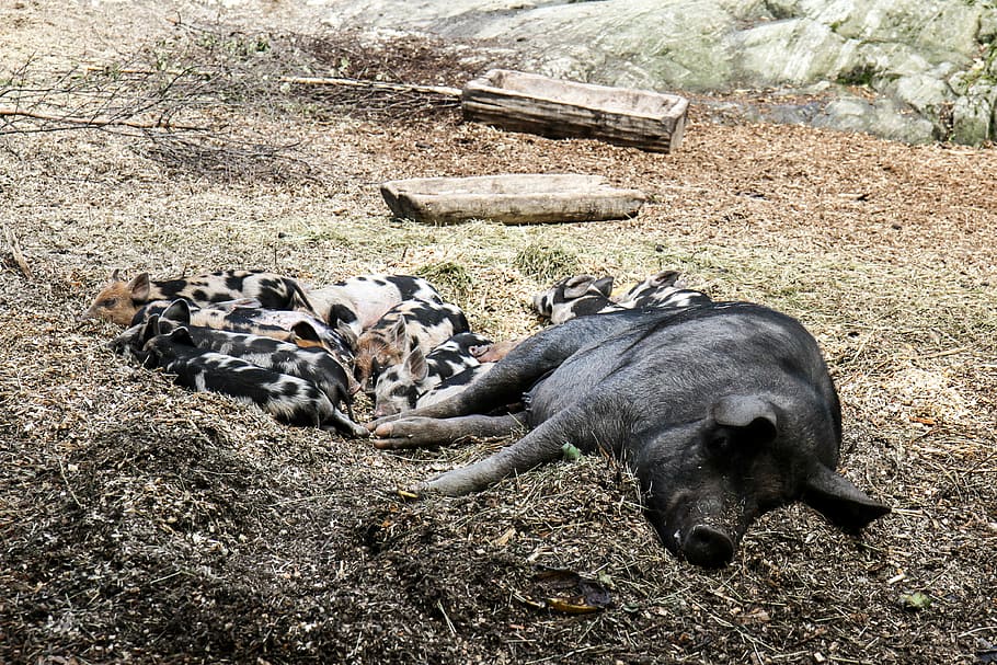 Pigs, Animals, Sleep, animal themes, animals in the wild, animal wildlife HD wallpaper