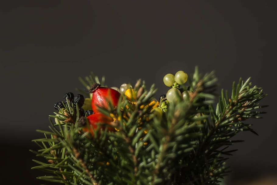 shallow focus photography of green plant, red, artificial, decor HD wallpaper