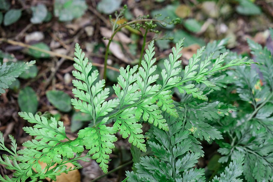 fern, plant, nature, leaf, flower, outdoor, summer, green, close-up HD wallpaper