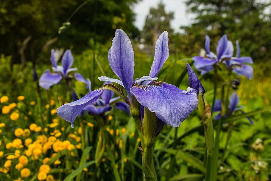 flowers, garden, nature, plant, purple, summer, blue, flowering plant HD wallpaper