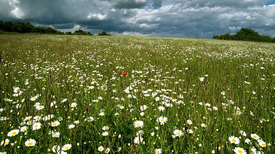 white flower field, meadow, landscape, sky, clouds, idyll, rest HD wallpaper