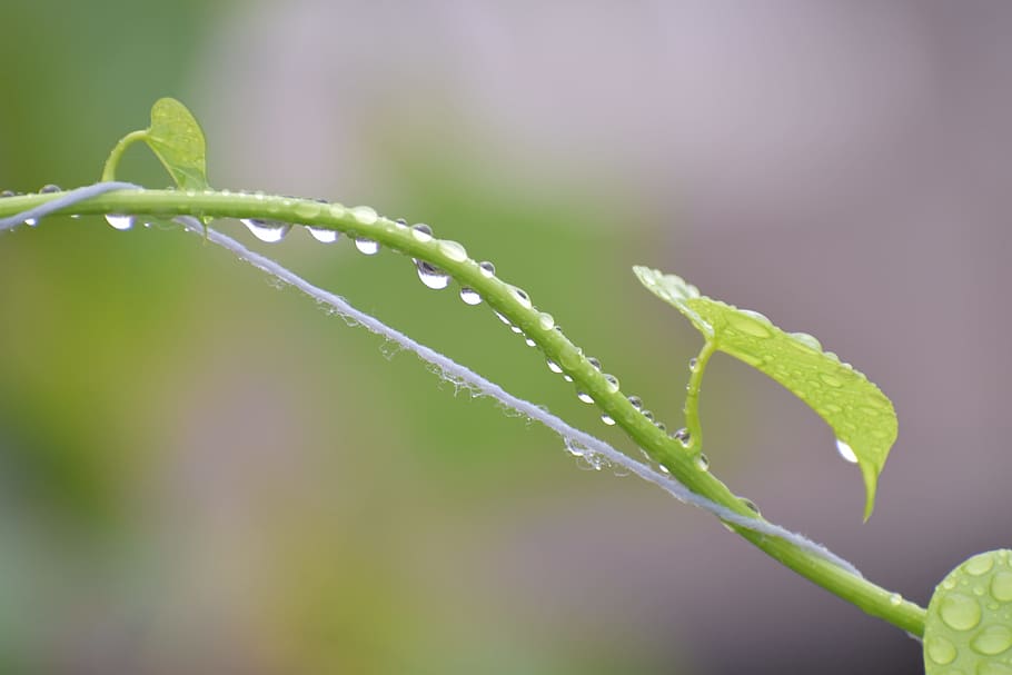 rain drops, queue, droplets, water, wet, plant, close-up, nature HD wallpaper