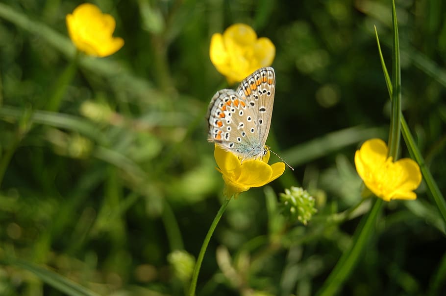 butterfly, small butterfly, flower, flowering plant, animal wildlife HD wallpaper