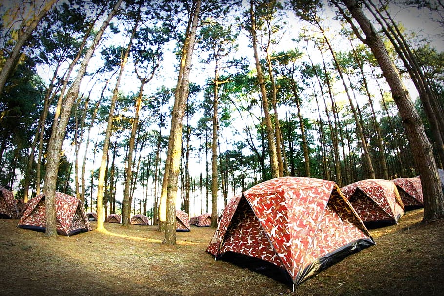 nature, forest, trees, leaves, camp, camping, environment, idyllic HD wallpaper