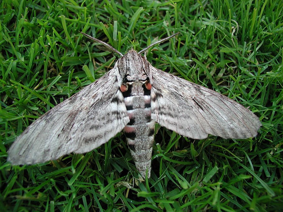 moth, motte, wing, furry, butterfly, insect, one animal, animal themes HD wallpaper