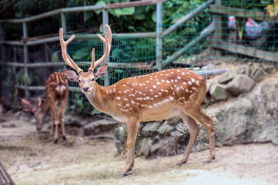 Deer, Zoo, Expression, animals in the wild, animal wildlife HD wallpaper