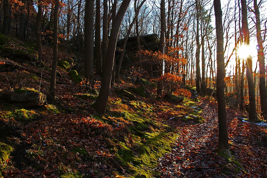 forest, trees, nature, landscape, autumn forest, moss, forest path HD wallpaper