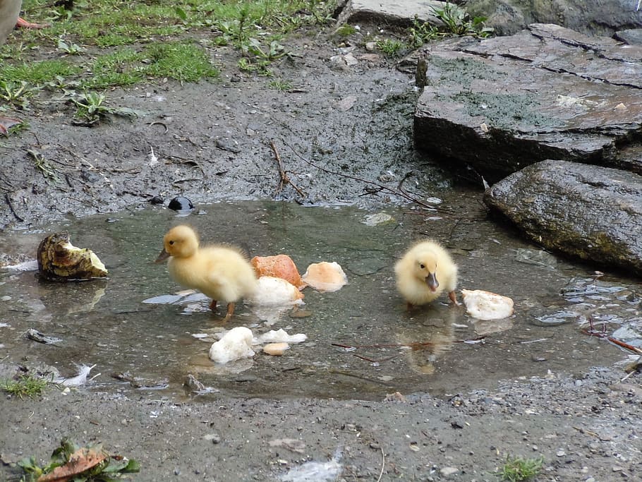 Ducks, Boy, Wet, Small, Chicks, summer, pond, young animals HD wallpaper