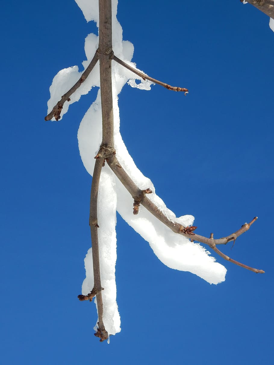 sky, snow, winter, bud, branch, blue, snow magic, cold, tree HD wallpaper