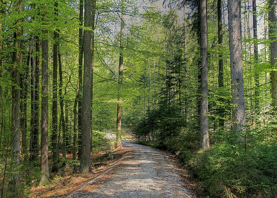 Forest, Spring, Nature, Beech, Tree, green, maiwald, landscape HD wallpaper