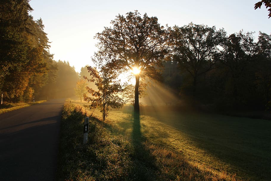 green trees, trees hit by sunlight, road, shadow, fog, sunny HD wallpaper