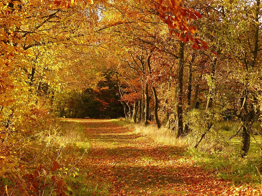 pathway surrounded by brown leafed trees during daytime, yellow