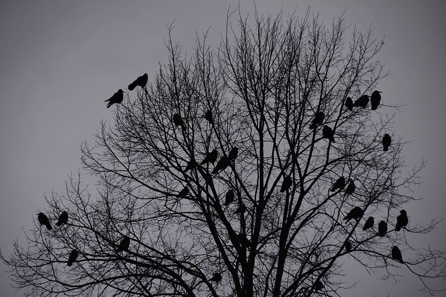 silhouette photo of birds on leafless tree, crows, rook bird, HD wallpaper