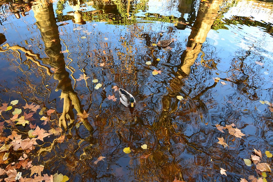 leaves, fall, duck, water, reflection, trees, cane mallard HD wallpaper