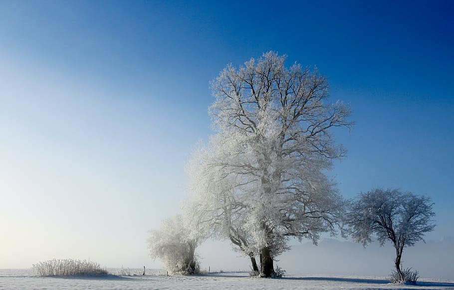 snow covered trees taken under clear sky during daytime, landscape HD wallpaper