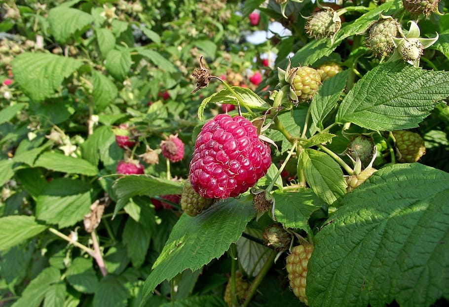 nature, leaf, eating, summer, fruit, malina, plant part, growth HD wallpaper