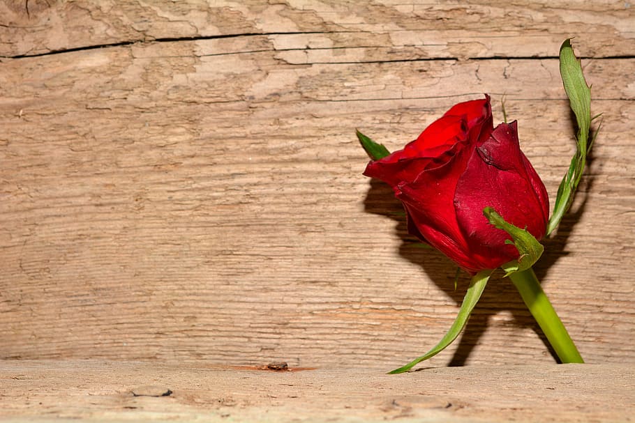 red rose on wooden surface, flower, blossom, bloom, background HD wallpaper