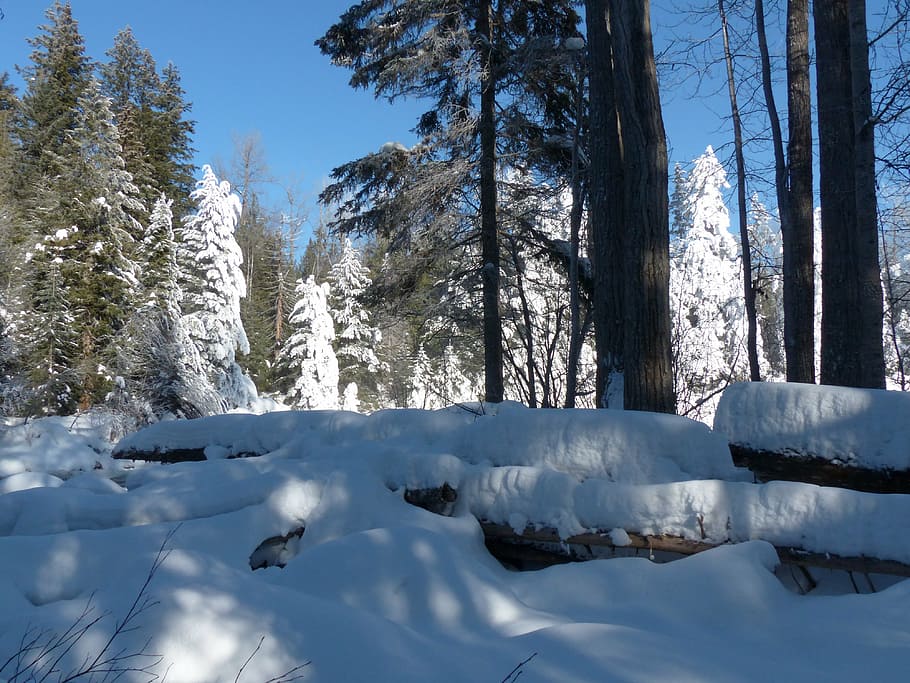 canada, winter, landscape, mountains, forest, trees, fir, snow HD wallpaper