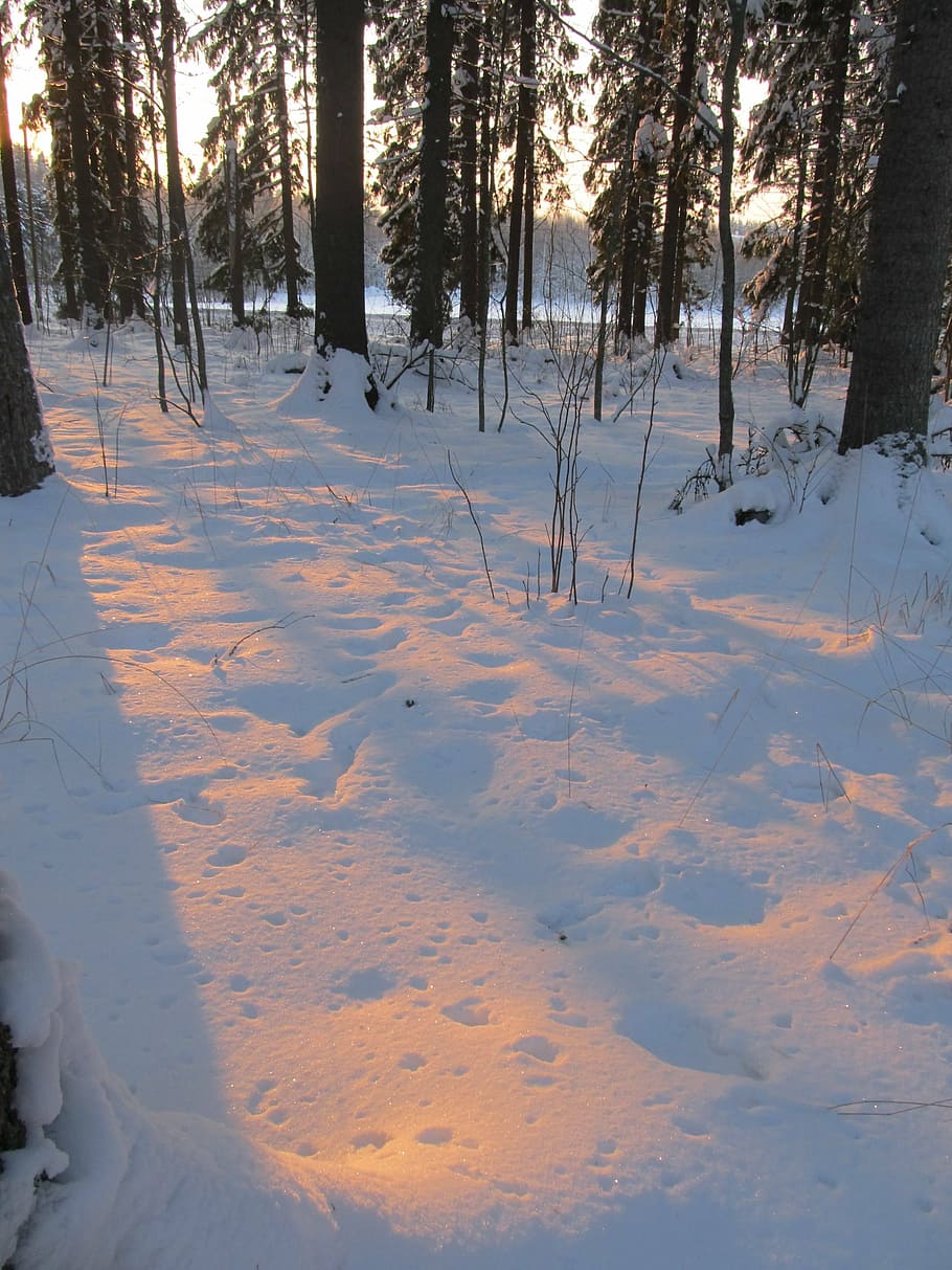 winter, six, forest, sunset, crust, snow, cold temperature HD wallpaper