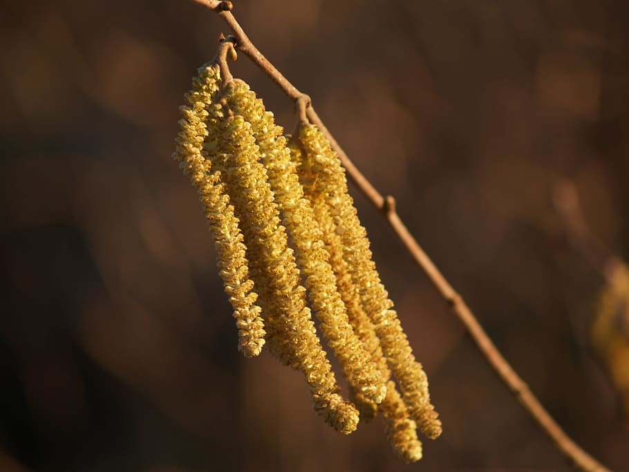 nature, outdoors, leaf, flora, growth, hazelnut, flower in january HD wallpaper