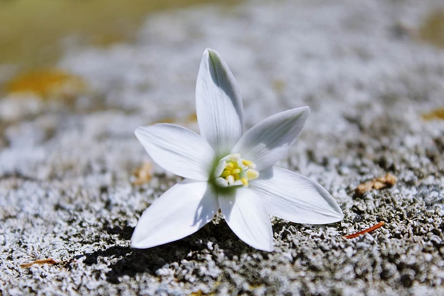 Blossom, Bloom, White, blueme, background, white flower, nature HD wallpaper