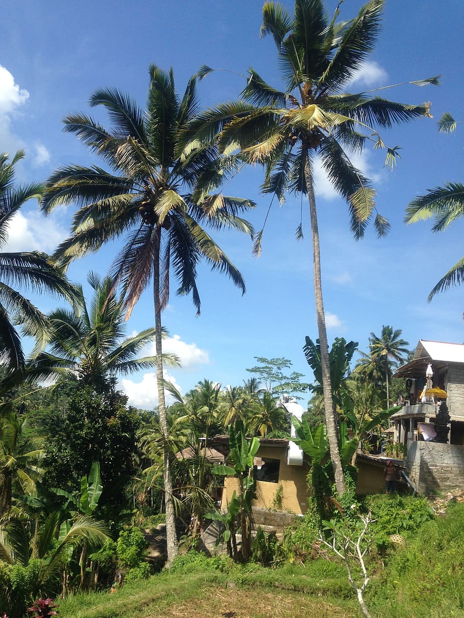 bali, tree, indonesia, tropical climate, plant, palm tree, sky HD wallpaper