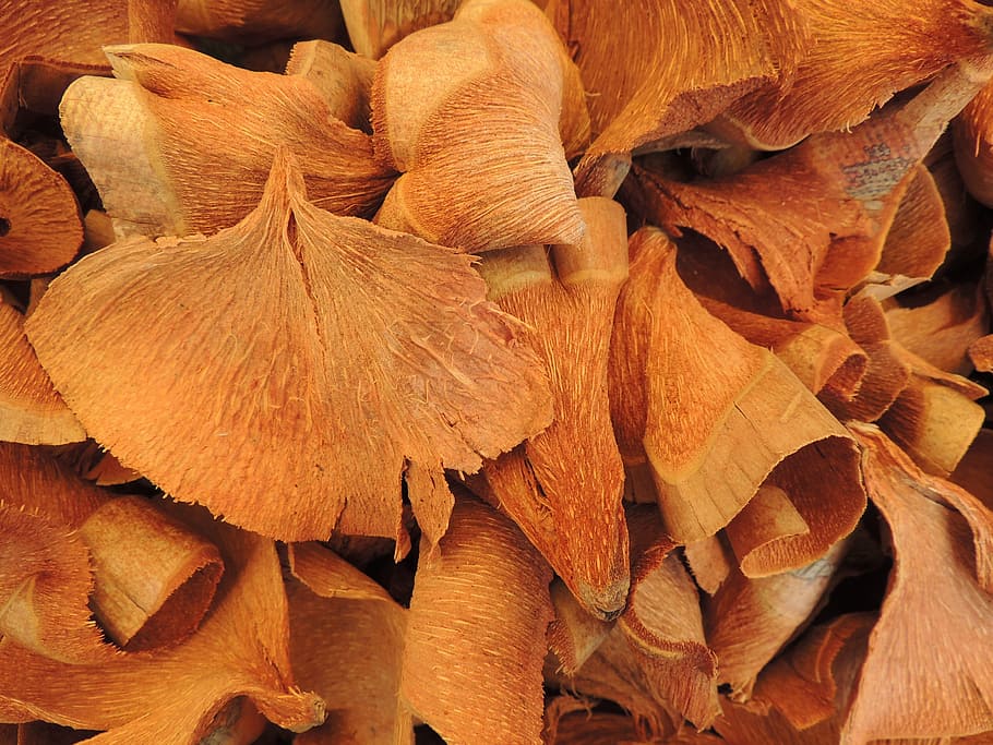 Ginkgo, Leaf, Dried, Brown, nature, food, close-up, macro, dry HD wallpaper