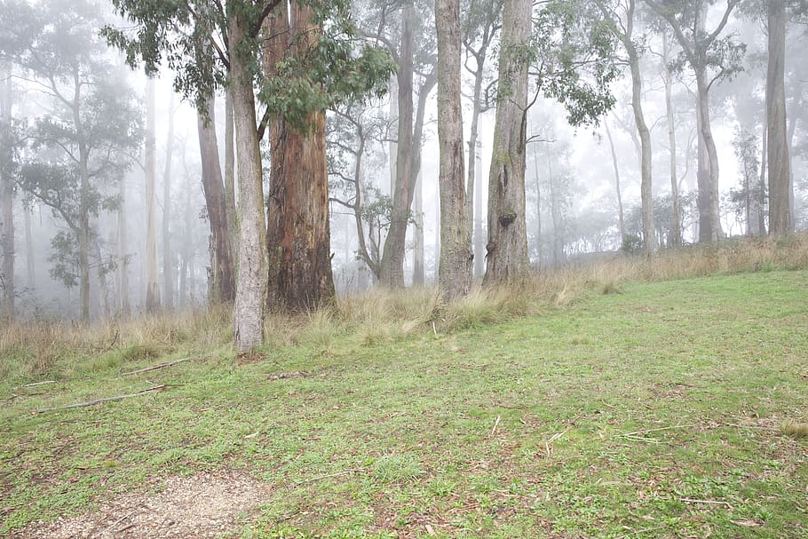 australia, forest, autumn, trees, mist, plant, land, tree trunk HD wallpaper