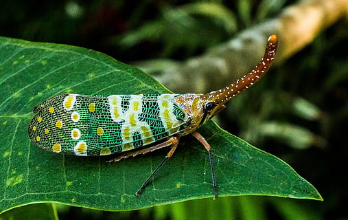 macro photography of leafhopper, canthigaster cicada, fulgoromorpha HD wallpaper