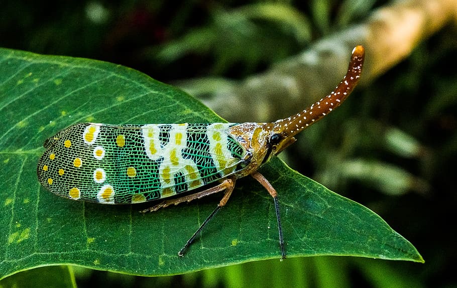 macro photography of leafhopper, canthigaster cicada, fulgoromorpha HD wallpaper