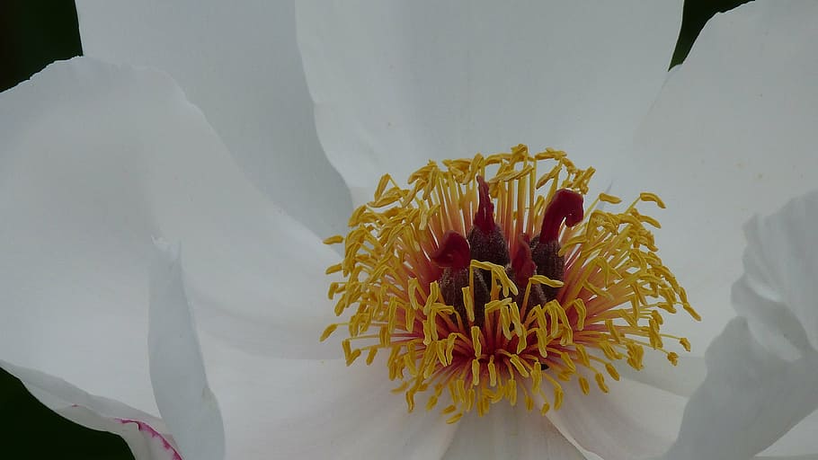flower, blossom, bloom, close, plant, white, yellow, flowering shrub HD wallpaper