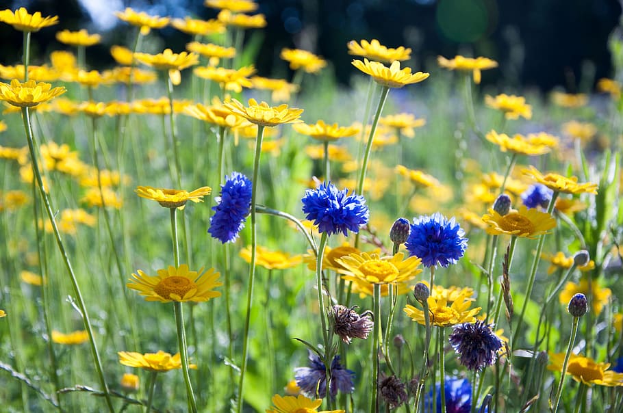 Blueberry, Daisy, Flowers, nature, summer, plant, meadow, yellow HD wallpaper