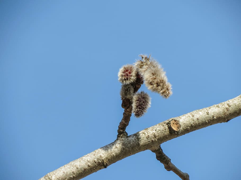 blue sky, branch, green, spring, blossom buds, tree, low angle view HD wallpaper