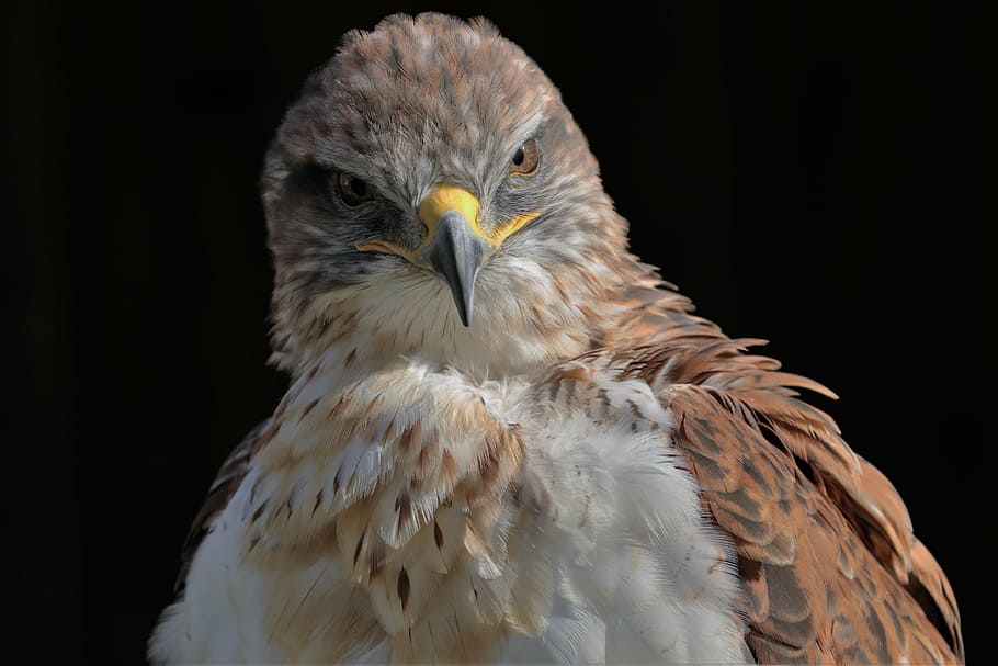 ferruginous hawk, carnivore, predator, bird, wildlife, beak, HD wallpaper