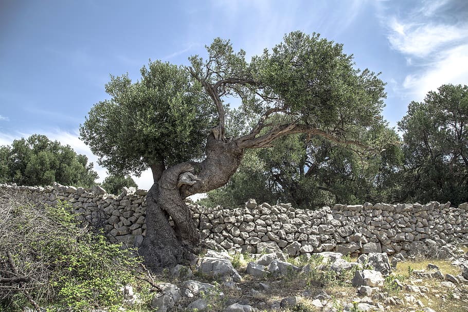 olive, tree, pag, croatia, old, rocks, wall, plant, sky, nature, HD wallpaper