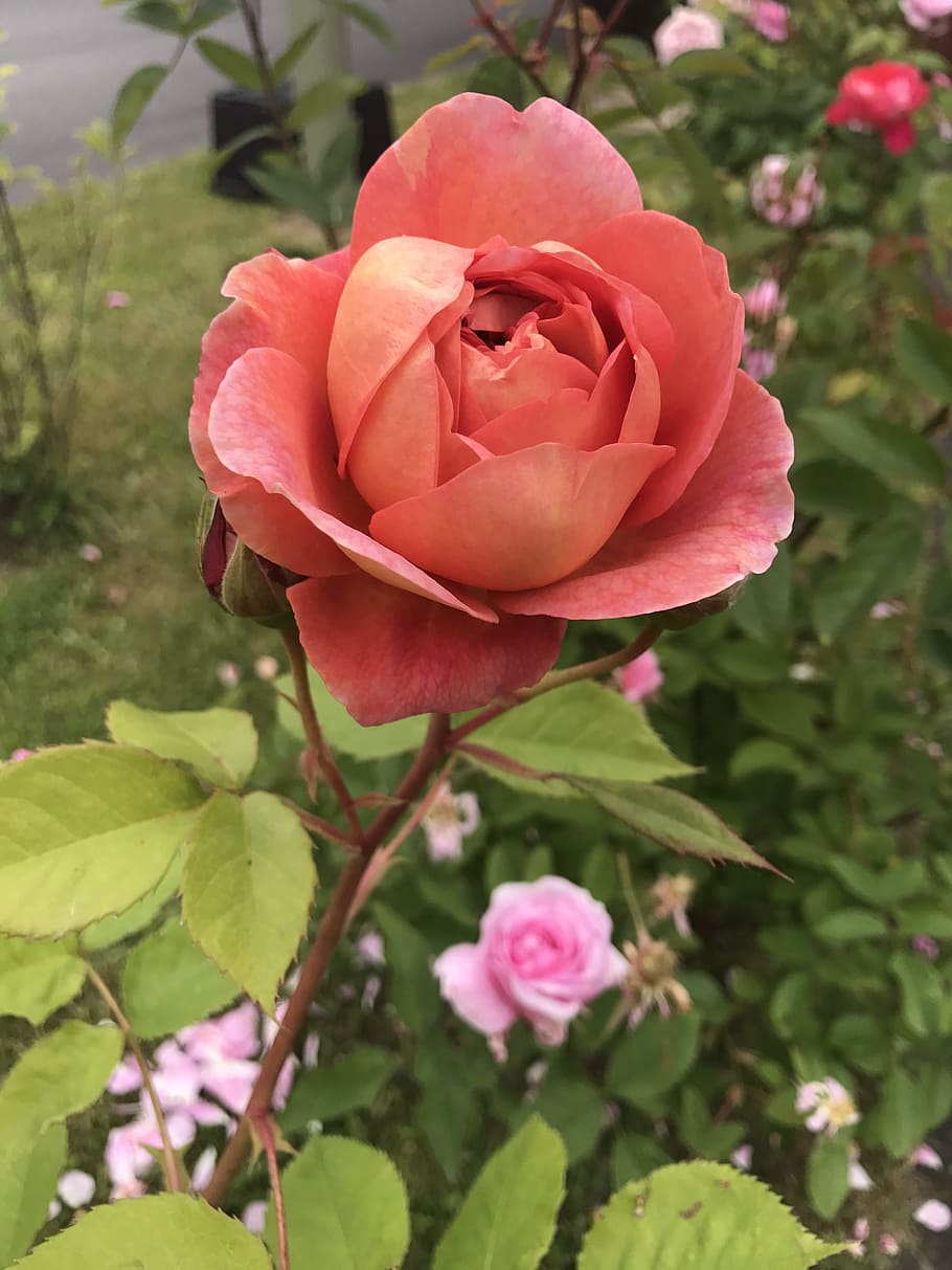 rose, roses, rosebush, flowering plant, beauty in nature, fragility HD wallpaper