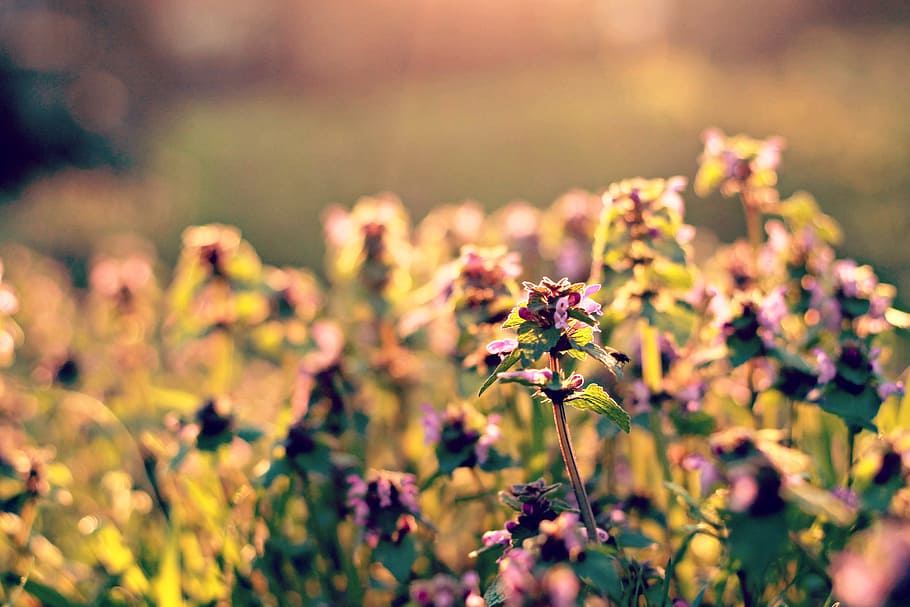 selective focus photo of flowers, spring, field, sunshine, wildflower HD wallpaper
