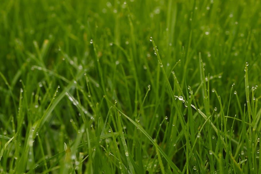 grass, drop, nature, water, green color, plant, growth, land HD wallpaper