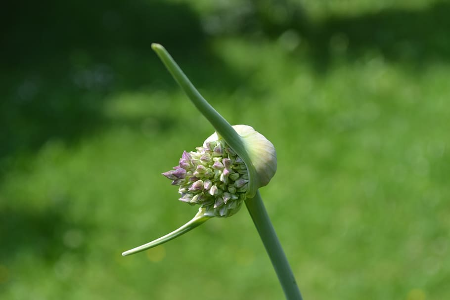 garlic, blossom, bloom, leek, spice, flower, flowering plant HD wallpaper